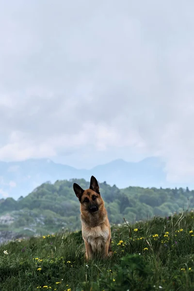Deutscher Schäferhund Von Schwarzer Und Roter Farbe Sitzt Oben Auf — Stockfoto