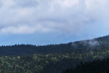 Kafkasya 'daki Ulusal Park' ın doğası ve manzarası. Yoğun yeşil kozalaklı yaz ormanı ve ufukta beliren dağ siluetleri. Dağlar, tarlalar ve orman bulutlu havada.