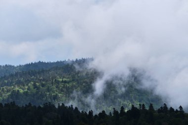 Bulut yoğun kozalaklı yaprak döken ormanı kaplar. Rusya Ulusal Parkı 'ndaki güzel atmosferik mistik manzara. Orman ve dağlar sisli ve bulutlu havada.