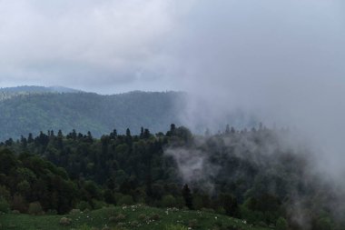 Bulut yoğun kozalaklı yaprak döken ormanı kaplar. Rusya Ulusal Parkı 'ndaki güzel atmosferik mistik manzara. Orman ve dağlar sisli ve bulutlu havada.