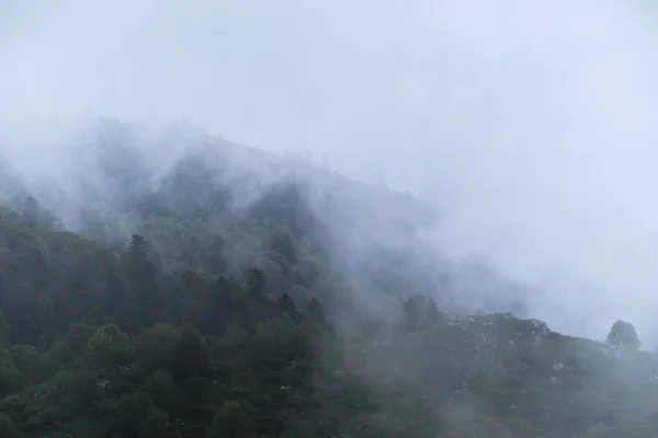 Mraky Obklopují Hustý Jehličnatý Opadavý Les Krásná Atmosférická Mystická Krajina — Stock fotografie