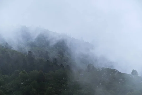 雲は高密度の針葉樹林を包み込む ロシア国立公園の美しい大気神秘的な風景 霧の中の森と山の天気 — ストック写真