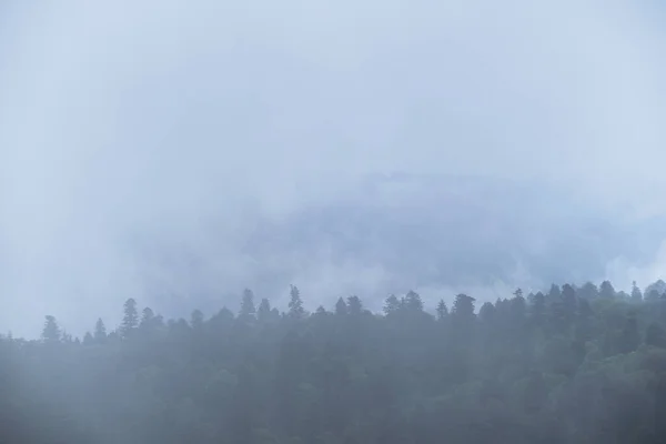 Nuvem Envolve Densa Floresta Caduca Conífera Bela Paisagem Mística Atmosférica — Fotografia de Stock