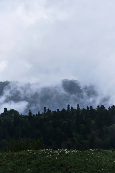구름은 침엽수림을 있습니다 러시아 공원의 아름다운 대기의 신비적 풍경입니다 안개가 — 스톡 사진