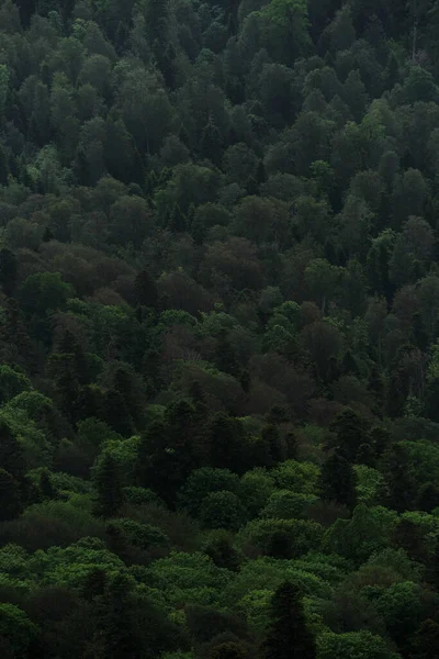 コーカサス山脈の針葉樹と落葉樹の森の美しいスクリーンセーバー 国立公園とその自然 新鮮な空気と自由の感覚 緑濃い夏の森トップビュー — ストック写真