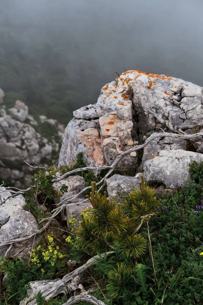 Сухие Ветви Можжевельника Лежат Рядом Молодой Сосной Скалистой Горе Фоне — стоковое фото