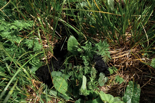 Bear poop. Caucasian bear left his poop on path and warned that he was master in this forest. Attention dangerous path for tourists, there are wild animals ahead.