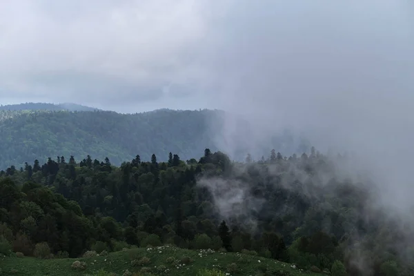 Mraky Obklopují Hustý Jehličnatý Opadavý Les Krásná Atmosférická Mystická Krajina — Stock fotografie