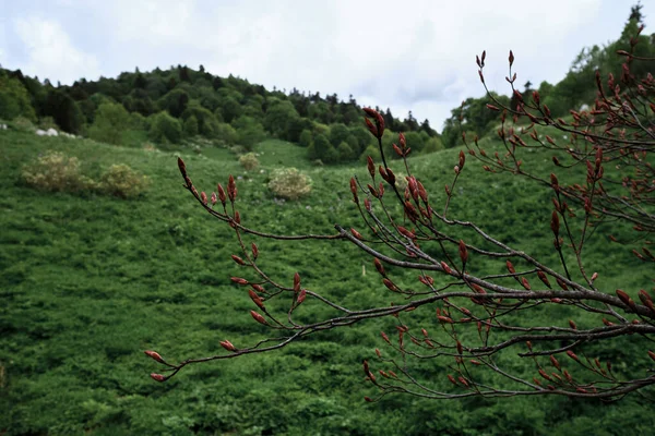 Bela Árvore Crescimento Selvagem Incomum Com Ramos Nus Botões Vermelhos — Fotografia de Stock