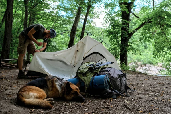 Put tourist tent in campsite and prepare for rest. German Shepherd dog and large backpack are lying nearby. Caucasian male traveler with beard sets up tent for rest in clearing in forest.