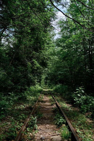 Velha Ferrovia Bitola Estreita Meio Densa Floresta Decídua Verde Desfiladeiro — Fotografia de Stock
