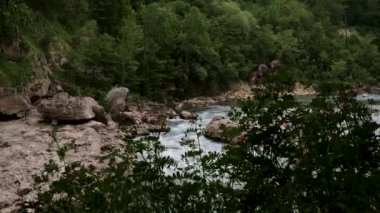 Büyük taşların ve yabani çiçeklerin arasındaki vadide güzel, fırtınalı, mavimsi bir nehir rüzgarda sallanıyor. Arka planda yoğun yeşil yaprak döken orman. Yatay 4k gerçek zamanlı video.