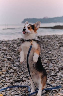 Galli Corgi Pembroke tricolor çakıl taşı plajında arka ayaklarının üzerinde duruyor ve dilini komik gösteriyor. Dünyanın en küçük çobanı. Sabahları denizde gezen köpek yavrusu.