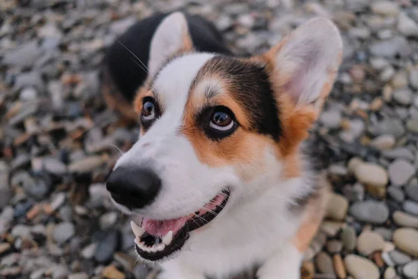 Çekici Galli Corgi Pembroke Portresi Çakıl Plajı Manzarasının Arka Planında — Stok fotoğraf