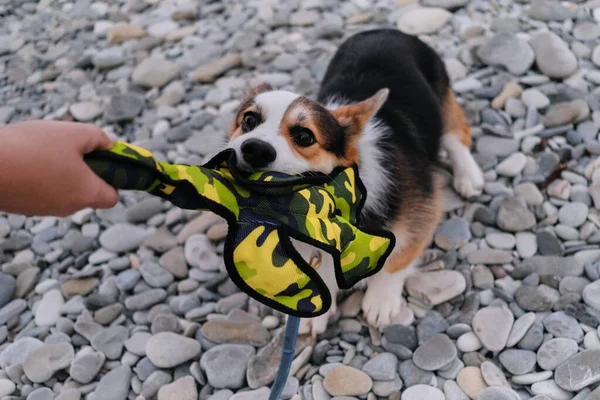 Der Walisische Corgi Pembroke Tricolor Hat Kieselstrand Der Morgendämmerung Spaß — Stockfoto