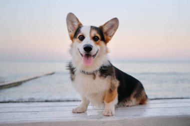 Üç renkli Galli Corgi Pembroke portresi mavi deniz ve pembe şafak gökyüzünün arka planına yakın plan. Güzel küçük İngiliz çoban köpeği. Corgi beyaz tahta bankta küçük pençeleriyle oturuyor..