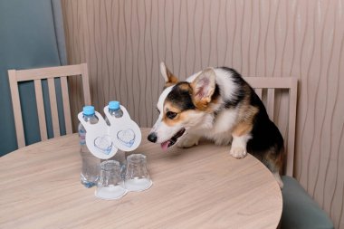 Evcil hayvanlarla eğlenmek için motelin reklamı. Corgi köpeği arka bacakları sandalyede durur ve ön patilerini yuvarlak, tahta masaya koyar ve burnunu su şişesine uzatır..