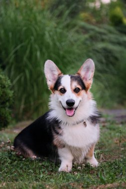 Küçük çoban köpeği yeşil bir alanda oturuyor ve dili dışarı fırlamış temiz havanın tadını çıkarıyor. Galli Corgi Pembroke yaz parkında yürüyüş yaparken üç renkli.
