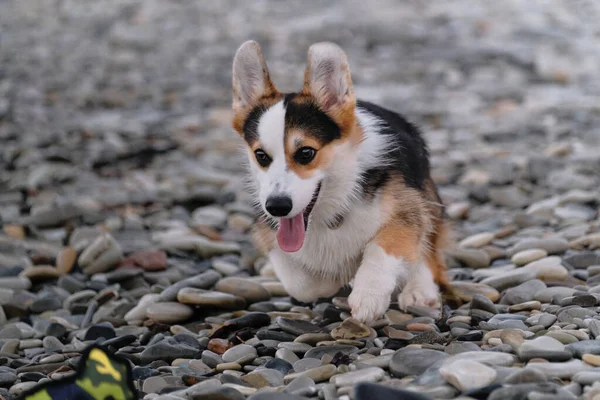 세상에서 셰퍼드 강아지 웨일스 펨브로크 트리몰은 해수욕장을 돌아다니며 장난감을 가지고 — 스톡 사진