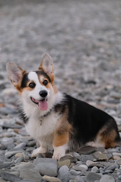 Genç Siyah Galli Corgi Pembroke Çakıl Taşı Plajında Oturuyor Dili — Stok fotoğraf