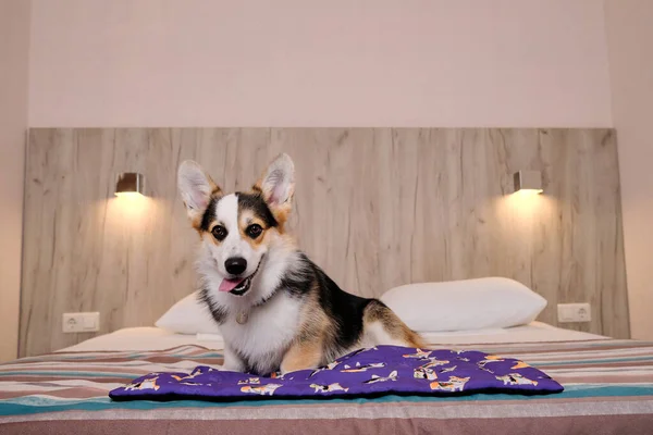 Corgi büyük, rahat bir çift kişilik yatakta oturuyor ve evcil hayvanlarla rahatlamak için bir motel ilanı veriyor. Galli Corgi Pembroke Tricolor köpek dostu otelde dinleniyor ve hayatın tadını çıkarıyor..