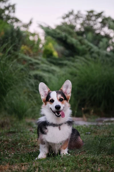 양치기개는 풀밭에 내밀고 공기를 즐긴다 Welsh Corgi Pembroke Tricolor Walk — 스톡 사진