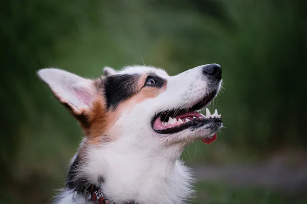 Porträtt Minsta Herde Hund Världen Närbild Grön Suddig Bakgrund Sida — Stockfoto