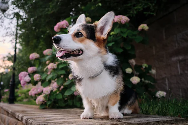 Retrato Belo Corgi Fundo Flores Cor Rosa Moitas Verdes Várias — Fotografia de Stock