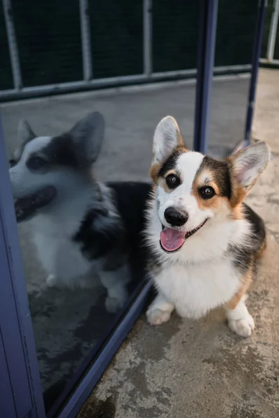 Double Creative Corgi Portrait Welsh Corgi Pembroke Tricolor Next Mirror — Stock Photo, Image