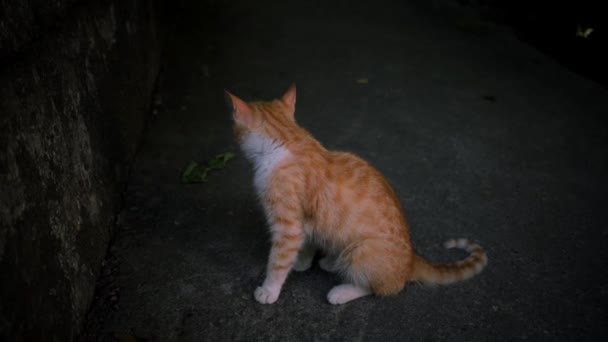 Mladá Kočka Červenými Bílými Pruhy Sedí Asfaltu Jídle Olizuje Tlamu — Stock video