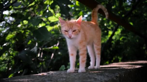 Genç Sokak Kırmızı Beyaz Çizgili Kedi Asfalt Üzerinde Yeşil Ağaçların — Stok video