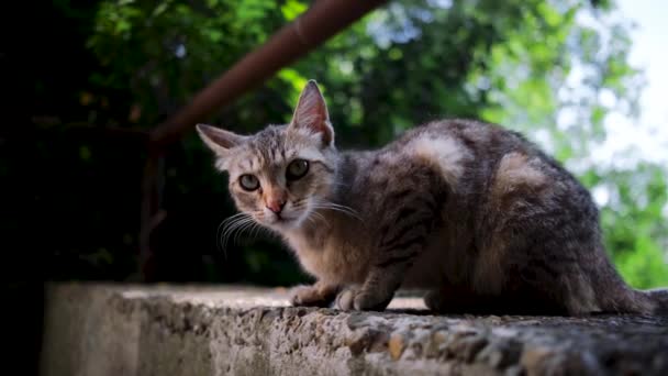 若い通り猫灰色の縞模様のコンクリートの手すりに位置し 慎重に周りを見回す 美しい緑の目を持つ野良猫 4Kフレームをリアルタイムで — ストック動画