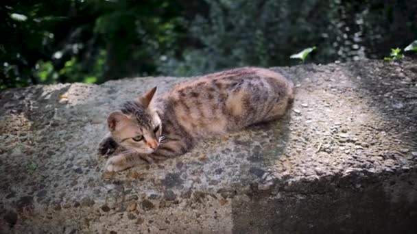 Giovane Gatto Strada Grigio Strisce Trova Ringhiera Cemento Guarda Intorno — Video Stock