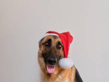 Kırmızı Noel Baba şapkalı Alman çoban köpeği beyaz minimalist arka planda yaratıcı Noel ve yeni yıl afişi. Yazı veya reklam için boş yer var. Yatay resim.