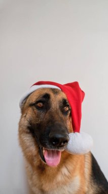 Kırmızı Noel Baba şapkalı Alman çoban köpeği beyaz minimalist arka planda yaratıcı Noel ve yeni yıl afişi. Yazı veya reklam için boş yer var. Dikey resim 9: 16.