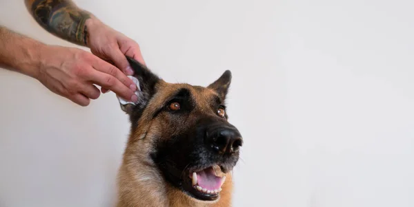 Nsan Evde Köpek Kulaklarını Pamuklu Bezle Temizler Dövmeli Eller Evcil — Stok fotoğraf