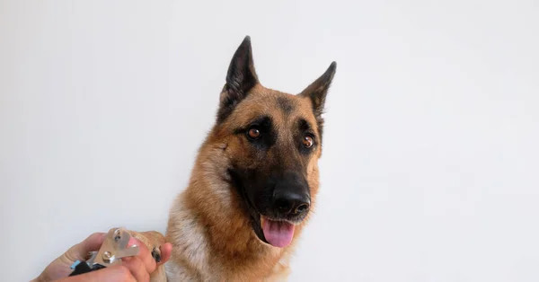 Uomo Taglia Gli Artigli Dei Cani Con Forbici Pinze Speciali — Foto Stock