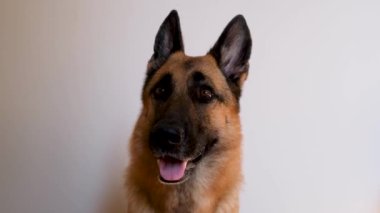 Alman çoban köpeği beyaz arka planda oturur ve ağzı açık dikkatlice bakar. Köpekli 4K görüntü, minimalizm ve gereksiz bir şey yok. Evcil hayvan mağazası reklamları ve hayvanlar için ürünler..