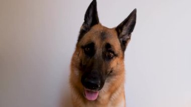 Alman çoban köpeği beyaz arka planda oturur ve ağzı açık dikkatlice bakar. Köpekli 4K görüntü, minimalizm ve gereksiz bir şey yok. Evcil hayvan mağazası reklamları ve hayvanlar için ürünler..