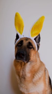 Büyük tavşan kulaklı köpek. Sarı Paskalya tavşanı kulaklı Alman çoban köpeği beyaz arka planda oturuyor, dikkatli bakıyor ve gülümsüyor. Katolik Paskalyasını kutlamak için minimalist dikey 4K görüntü.
