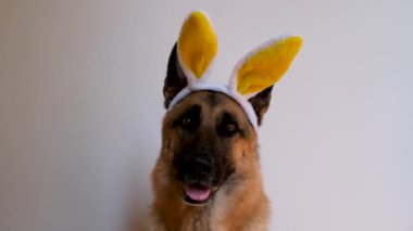 Sarı Paskalya tavşanı kulaklı Alman çoban köpeği beyaz arka planda oturuyor, dikkatli bakıyor ve gülümsüyor. Katolik Paskalyasını kutlamak için minimalist yatay 4K görüntü. Büyük tavşan kulaklı köpek..