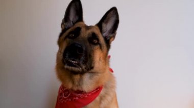 Alman kurdu kırmızı bandana takıyor ve gülümsüyor. Boynunda bandaj olan köpek beyaz arka planda oturur ve dikkatlice ileriye bakar. Kostümlü sevimli çoban köpeği.