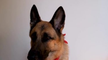 Alman kurdu kırmızı bandana takıyor ve gülümsüyor. Boynunda bandaj olan köpek beyaz arka planda oturur ve dikkatlice ileriye bakar. Kostümlü sevimli çoban köpeği.