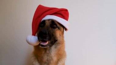 Yatay görüntü. Yeni yıl kartı animasyonunu tebrik ederim. Alman çoban köpeği kırmızı Noel Baba şapkası takıyor. Noel şapkalı köpek stüdyoda beyaz arka planda oturuyor ve gülümsüyor..