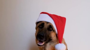Yatay görüntü. Yeni yıl kartı animasyonunu tebrik ederim. Alman çoban köpeği kırmızı Noel Baba şapkası takıyor. Noel şapkalı köpek stüdyoda beyaz arka planda oturuyor ve gülümsüyor..