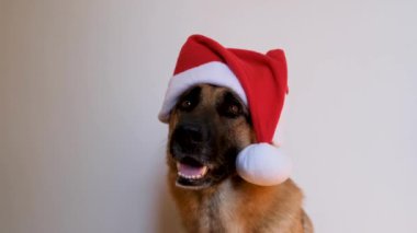 Yatay görüntü. Yeni yıl kartı animasyonunu tebrik ederim. Alman çoban köpeği kırmızı Noel Baba şapkası takıyor. Noel şapkalı köpek stüdyoda beyaz arka planda oturuyor ve gülümsüyor..