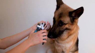 Aylık evcil hayvan bakımı ve evde bakım. Sahibi beyaz arka planda Alman çoban köpeğinin pençelerini kesiyor. Köpekleri pençelerinden tut ve özel makas ve penslerle pençelerini kes..