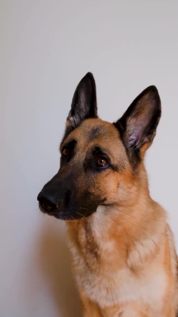German Shepherd Sits White Background Looks Attentively Its Mouth Open — Stock Video