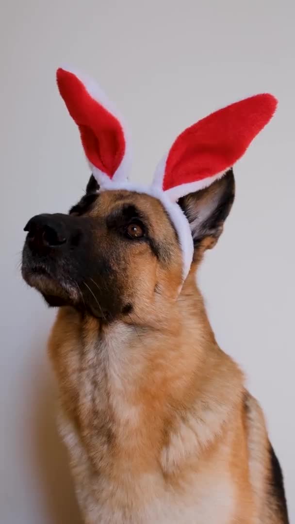 Německý Ovčák Červenými Velikonočními Zajíčky Sedí Bílém Pozadí Pozorně Dívá — Stock video