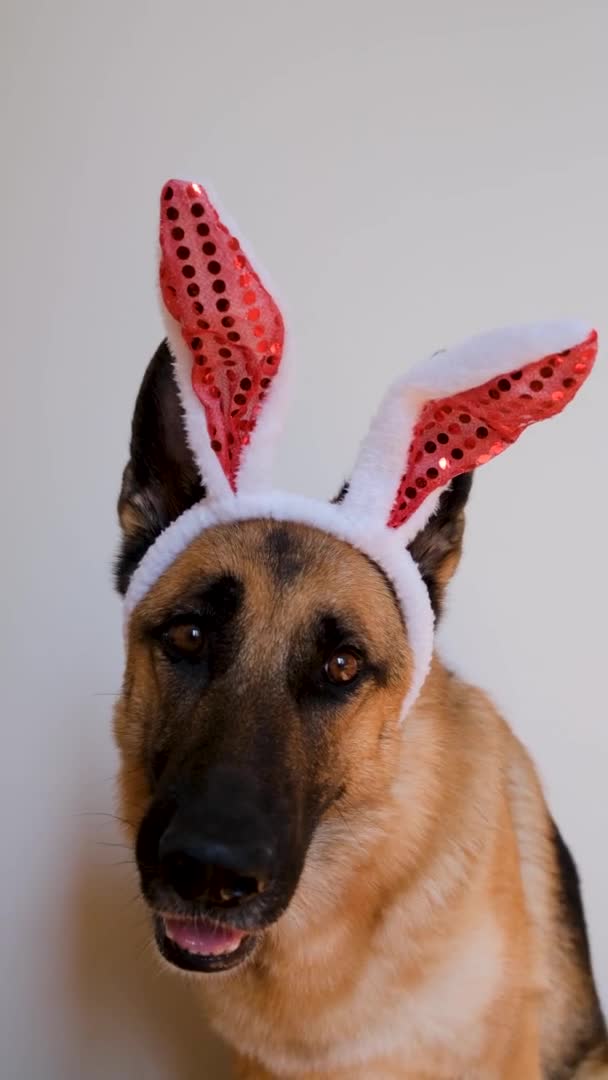 Schäferhund Mit Roten Osterhasenohren Sitzt Auf Weißem Grund Schaut Aufmerksam — Stockvideo